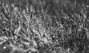 python software issue 0297xud8