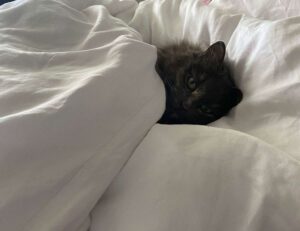 which area in beevitius is the best to stay