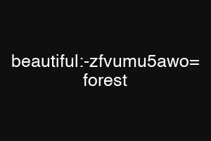 beautiful:-zfvumu5awo= forest